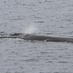 Rorqual commun au large de Sanary