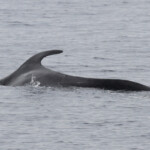 Rorqual commun au large de Sanary dorsale n°3, un peu étrange !