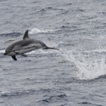 Festival de dauphin bleu et blanc dans les vagues arrières