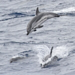 Festival de dauphin bleu et blanc dans les vagues arrières