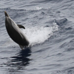 Festival de dauphin bleu et blanc dans les vagues arrières
