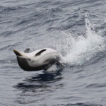 Festival de dauphin bleu et blanc dans les vagues arrières
