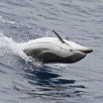 Festival de dauphin bleu et blanc dans les vagues arrières