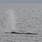 Notre 5ème rorqual de la journée