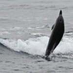 Festival de dauphin bleu et blanc dans les vagues arrières