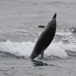 Festival de dauphin bleu et blanc dans les vagues arrières