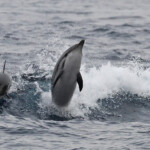 Festival de dauphin bleu et blanc dans les vagues arrières