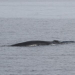 Rorqual commun au large de Sanary