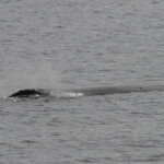 Rorqual commun au large de Sanary