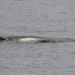 Rorqual commun au large de Sanary