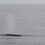 Rorqual commun au large de Sanary