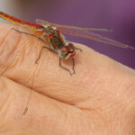 Un passager clandestin : un mâle de sypétrum à nervures rouges