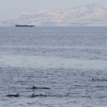 Groupe de dauphins bleu et blanc, femelles et jeunes
