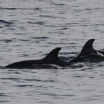 Groupe de dauphins bleu et blanc, femelles et jeunes