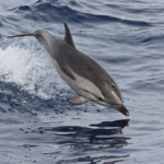 Dauphin bleu et blanc approchant le navire