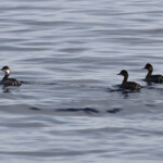 Groupe de grèbes à cou noir