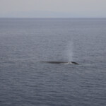 Rorqual commun pris au 70mm