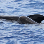 Jeune globicéphale noir et sa mère au large des côtes varoises, août 2017