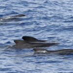 Groupe de Globicéphale noir au large des côtes varoises, août 2017