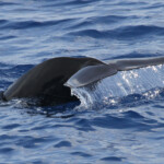 Nageoire caudale d'un jeune Globicéphale noir