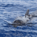 Globicéphale noir au large des côtes varoises, août 2017
