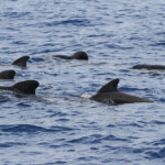 Groupe de Globicéphale noir au large des côtes varoises, août 2017