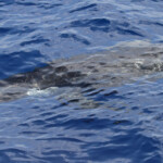 Globicéphale noir au large des côtes varoises, août 2017