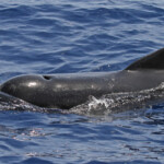 Globicéphale noir au large des côtes varoises, août 2017