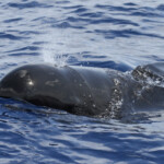 Globicéphale noir au large des côtes varoises, août 2017
