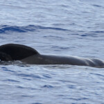 Globicéphale noir au large des côtes varoises, août 2017
