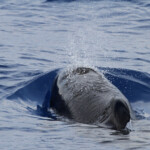 Globicéphale noir au large des côtes varoises, août 2017