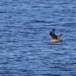 Grand Labbe au large de Sanary