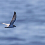 Guifette noire cherchant à se poser sur une tortue au large de Sanary, 13/08/2017