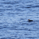 Macareux moine au large de Sanary