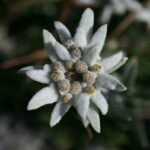 Edelweiss