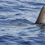Poisson lune au large des côtes varoises, août 2017
