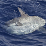 Poisson lune au large des côtes varoises, août 2017
