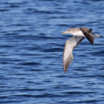 Puffin de Scopoli au large de Sanary
