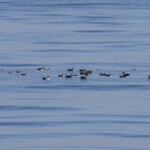 Radeau de puffins devant le Cap Sicié