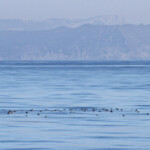 Radeau de puffins devant le Cap Sicié