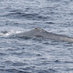 Rorqual à la dorsale coupée