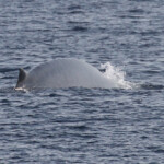 Rorqual présentant des signes de maigreur