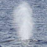 Le souffle d'un Rorqual commun au large des côtes varoises, août 2017