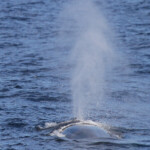 Souffle d'un Rorqual commun au large de Sanary, 13/08/2017