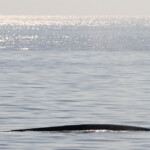 Rorqual commun, Sortie DDV du 15/10/2017