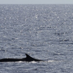 Rorqual commun au large des côtes varoises, août 2017