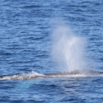 Rorqual commun au large de Sanary, 13/08/2017
