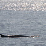 Rorqual commun, Sortie DDV du 15/10/2017