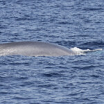 Rorqual commun au large des côtes varoises, août 2017