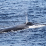 Rorqual commun au large de Sanary, 13/08/2017